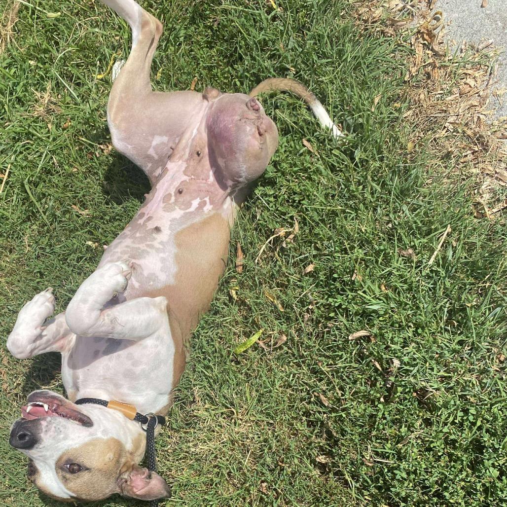 Kiera, Adoptable, Adult Female Mixed Breed & Mixed Breed.