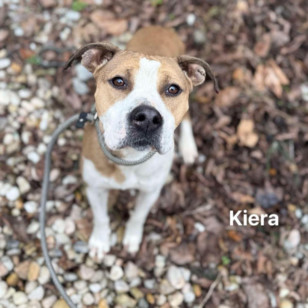 Kiera, a Adoptable mixed breed in Caryville, TN image 2/2