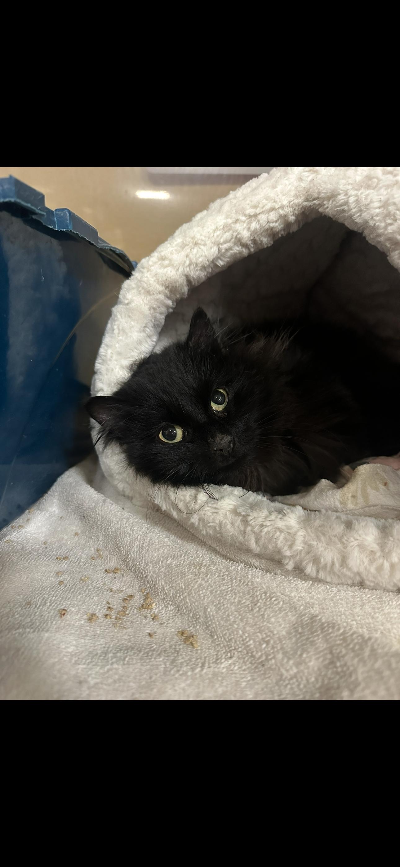 Savanna, ADOPTABLE, Young Female Domestic Medium Hair.