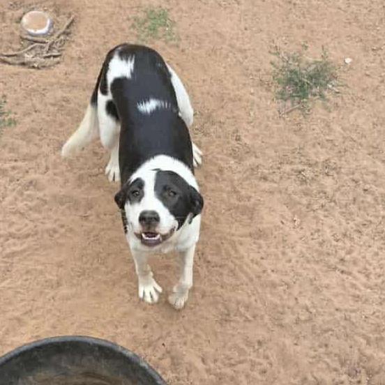 Oreo, a Adopted mixed breed in Yukon, OK image 1/3