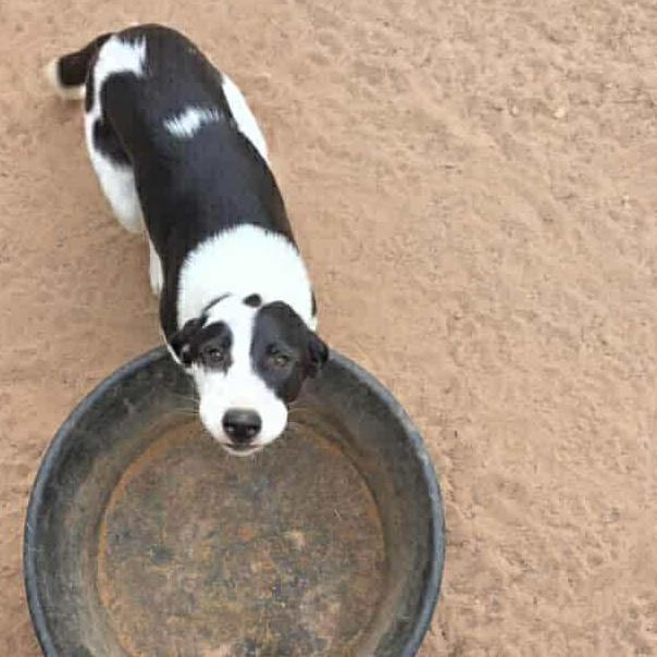 Oreo, a Adopted mixed breed in Yukon, OK image 2/3