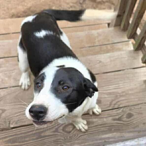 Oreo, a Adopted mixed breed in Yukon, OK image 3/3