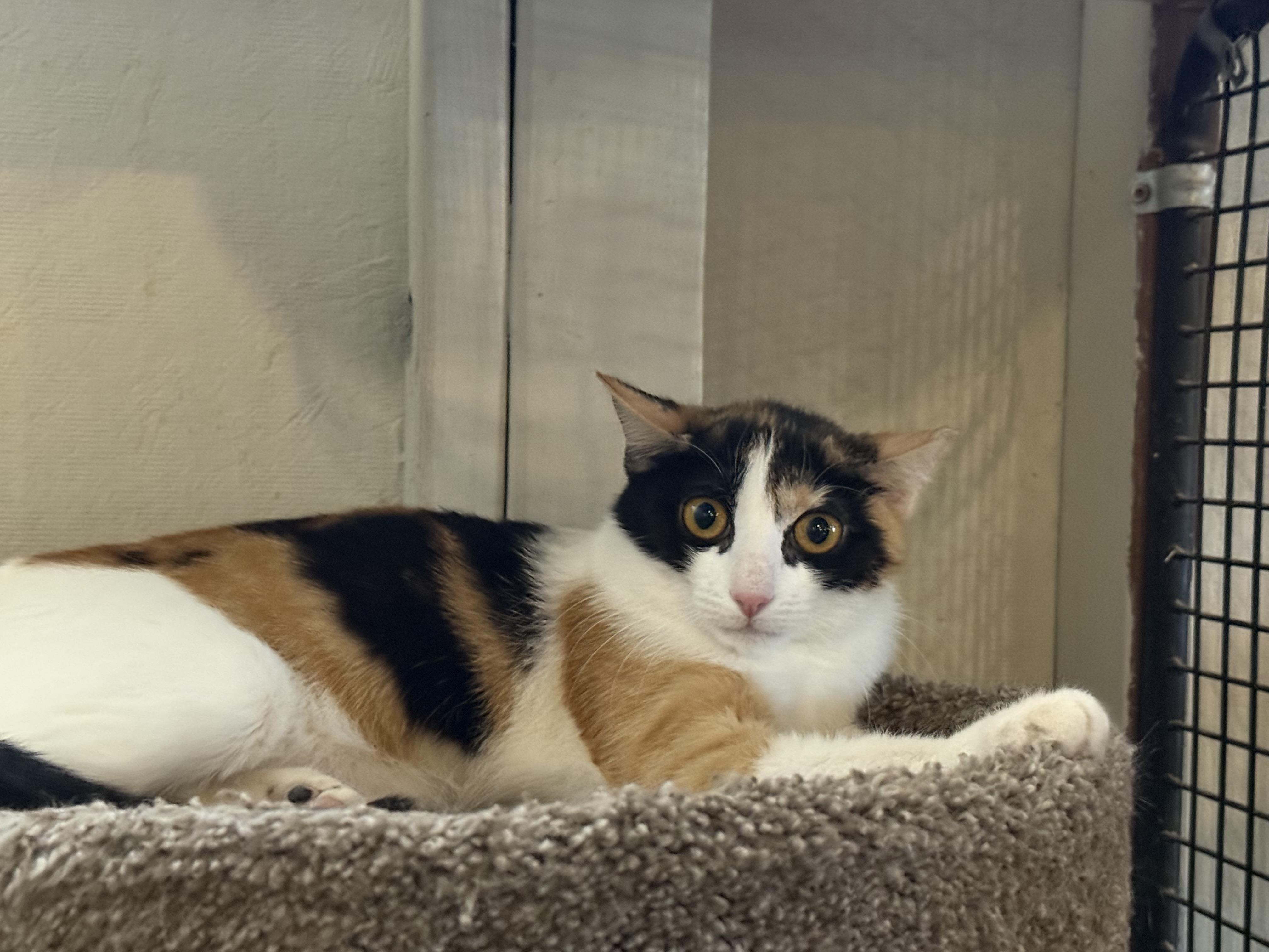 Enlarge Caper, a ADOPTABLE Domestic Short Hair in Marana, AZ image 1/2