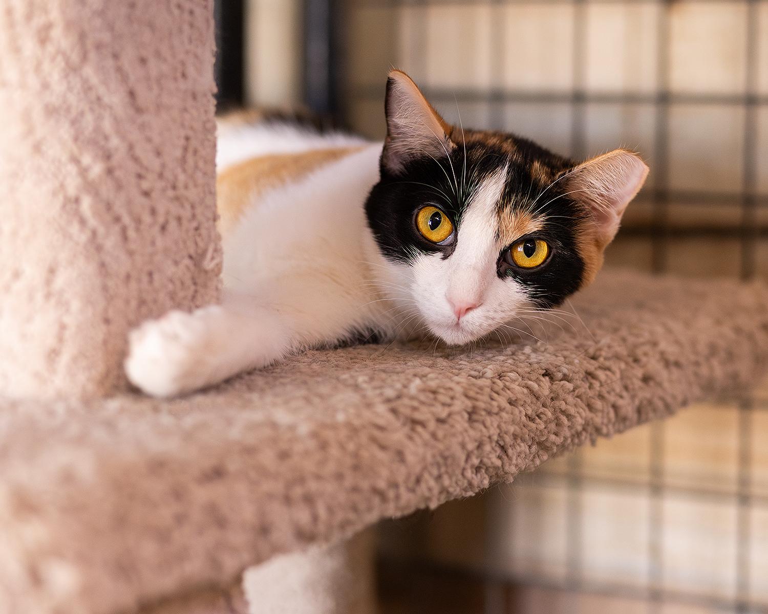 Caper, a ADOPTABLE Domestic Short Hair in Marana, AZ image 2/5