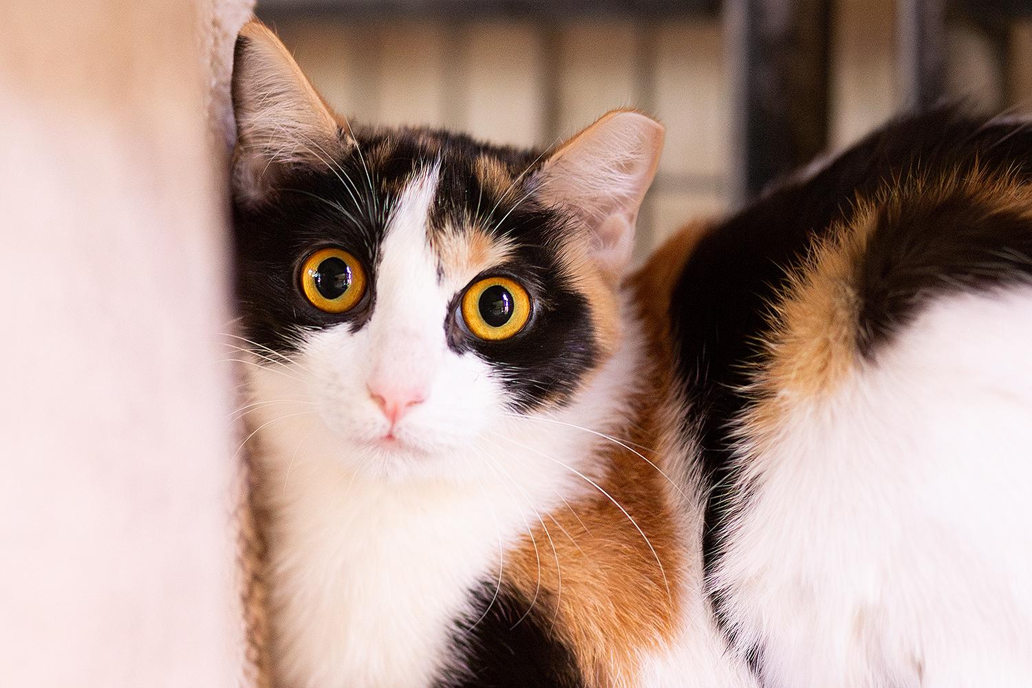 Caper, a ADOPTABLE Domestic Short Hair in Marana, AZ image 1/5