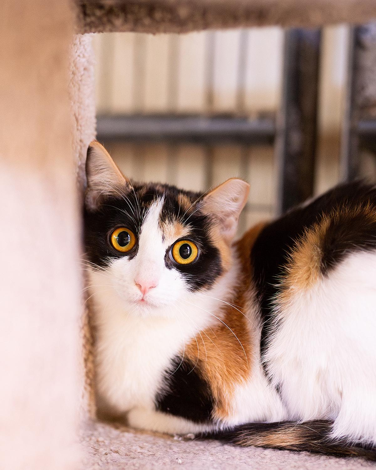 Caper, a ADOPTABLE Domestic Short Hair in Marana, AZ image 4/5