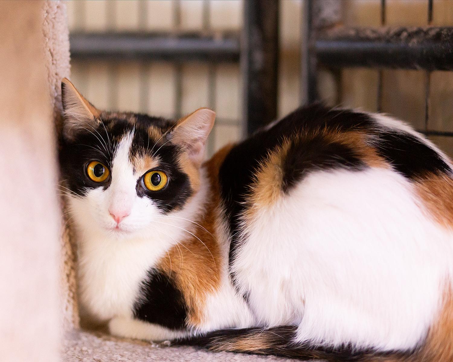 Caper, a ADOPTABLE Domestic Short Hair in Marana, AZ image 3/5