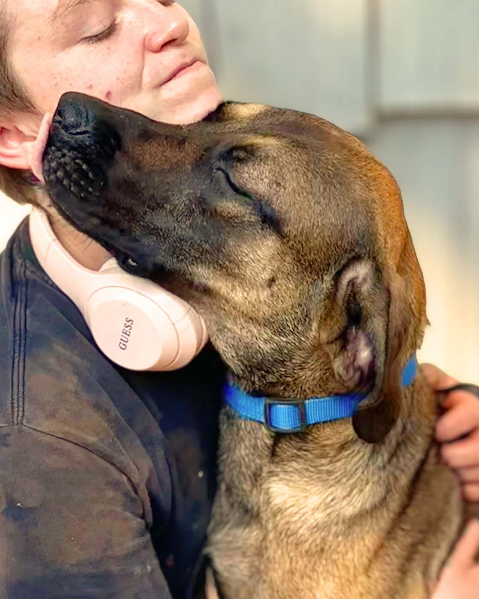 Enlarge Rafael, a Adoptable mixed breed in Lindenhurst, NY image 2/3