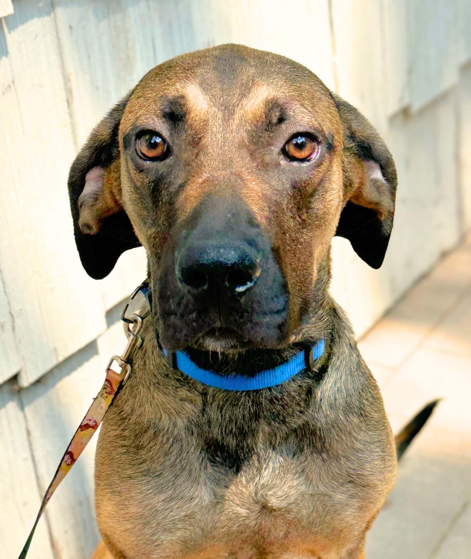 Rafael, Adoptable, Puppy Male Mountain Cur.