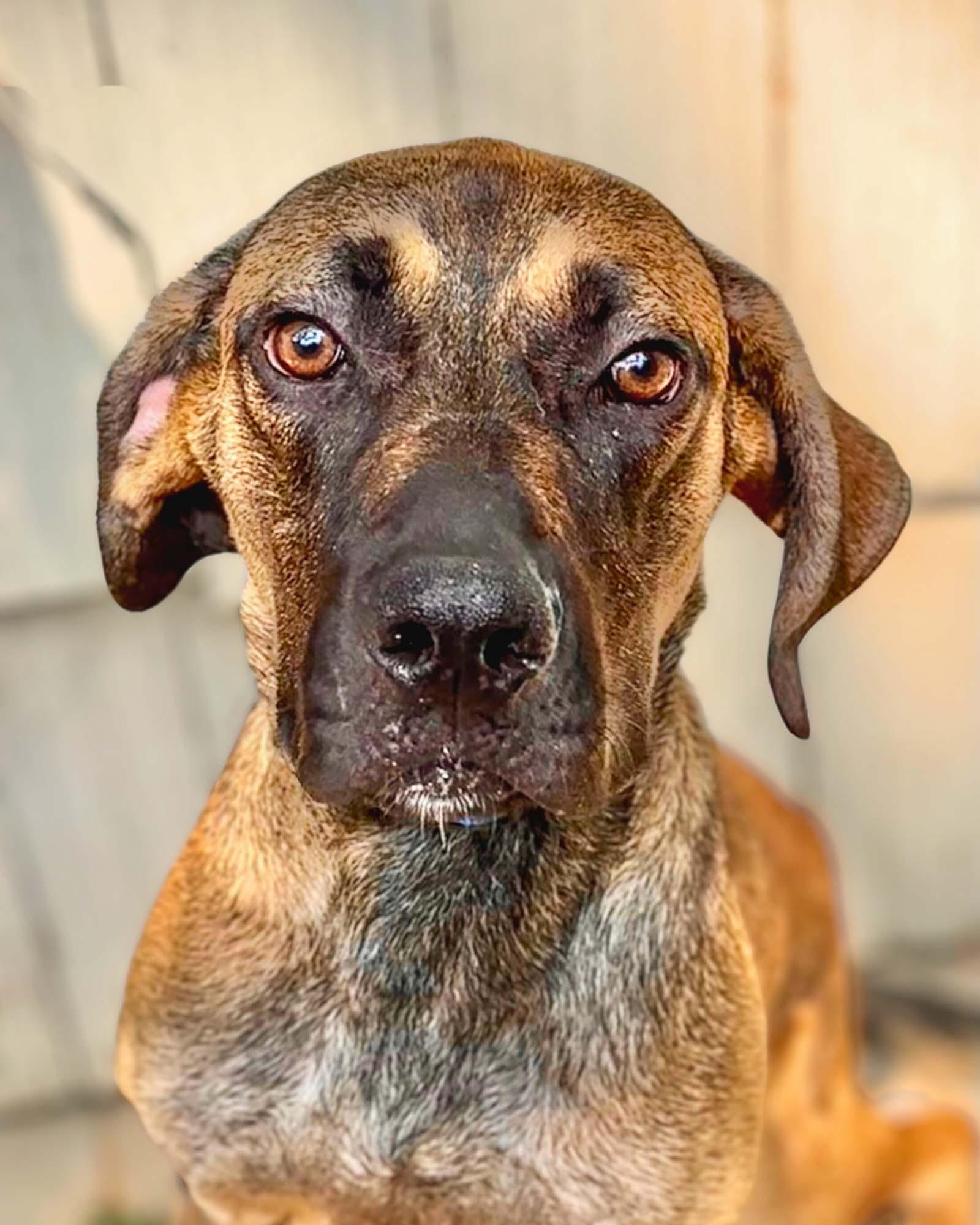 Enlarge Rafael, a Adoptable mixed breed in Lindenhurst, NY image 3/3