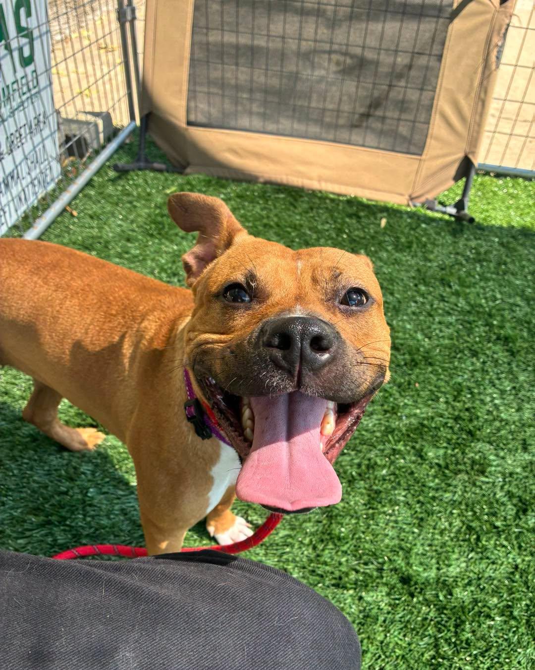Peggy Sue, a ADOPTABLE American Bully in Bloomfield, NJ image 2/4