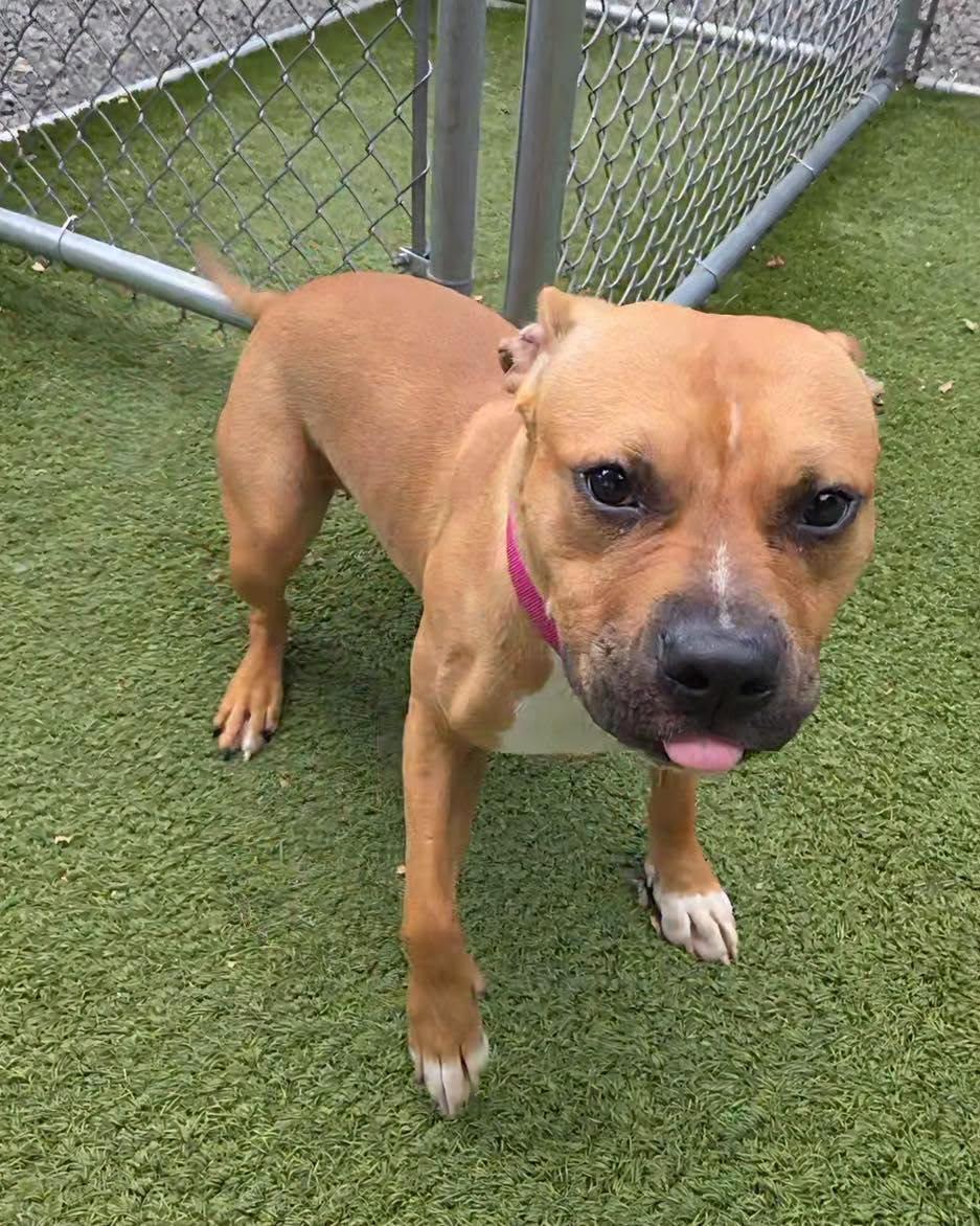 Peggy Sue, a ADOPTABLE American Bully in Bloomfield, NJ image 3/6