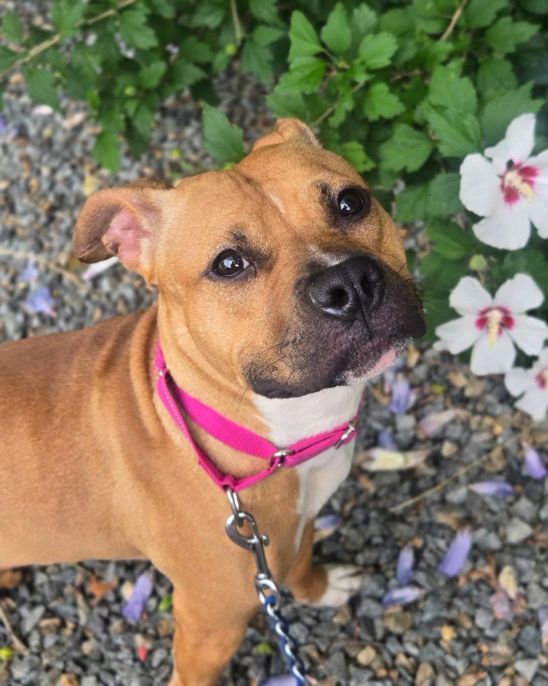 Peggy Sue, a ADOPTABLE American Bully in Bloomfield, NJ image 4/4