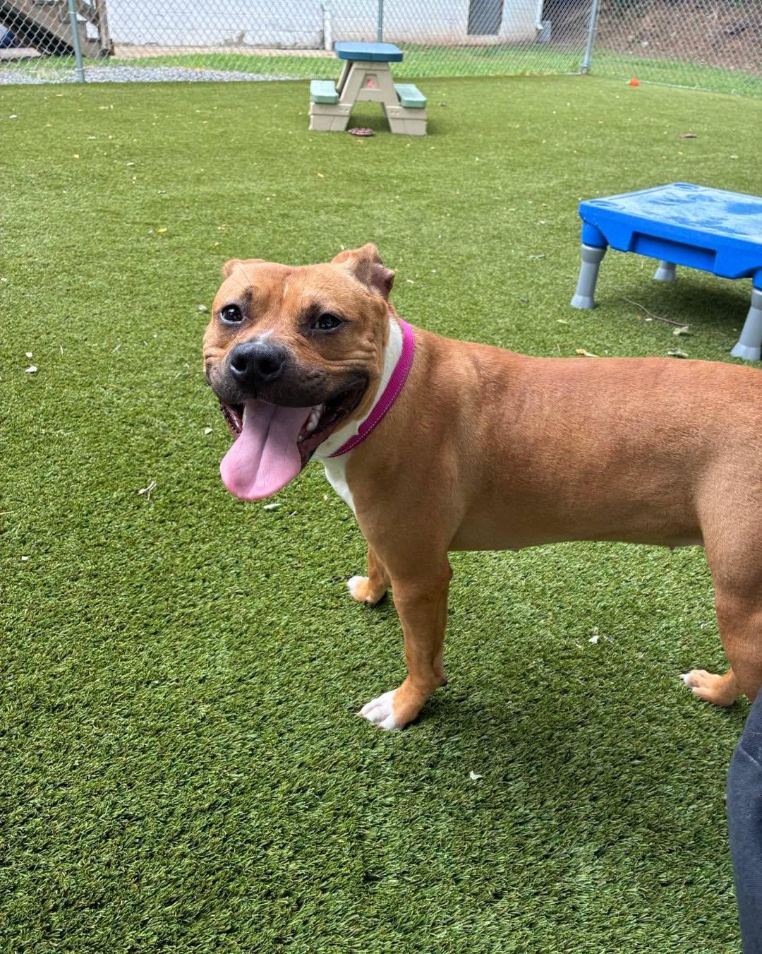 Peggy Sue, a ADOPTABLE American Bully in Bloomfield, NJ image 3/4