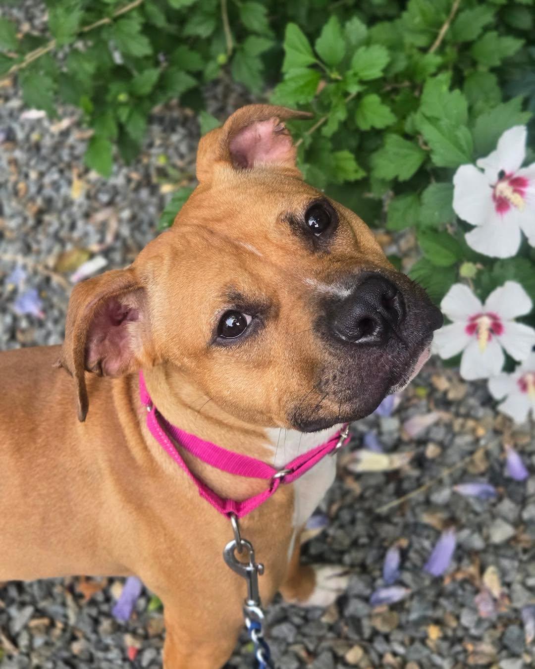 Peggy Sue, a ADOPTABLE American Bully in Bloomfield, NJ image 1/4