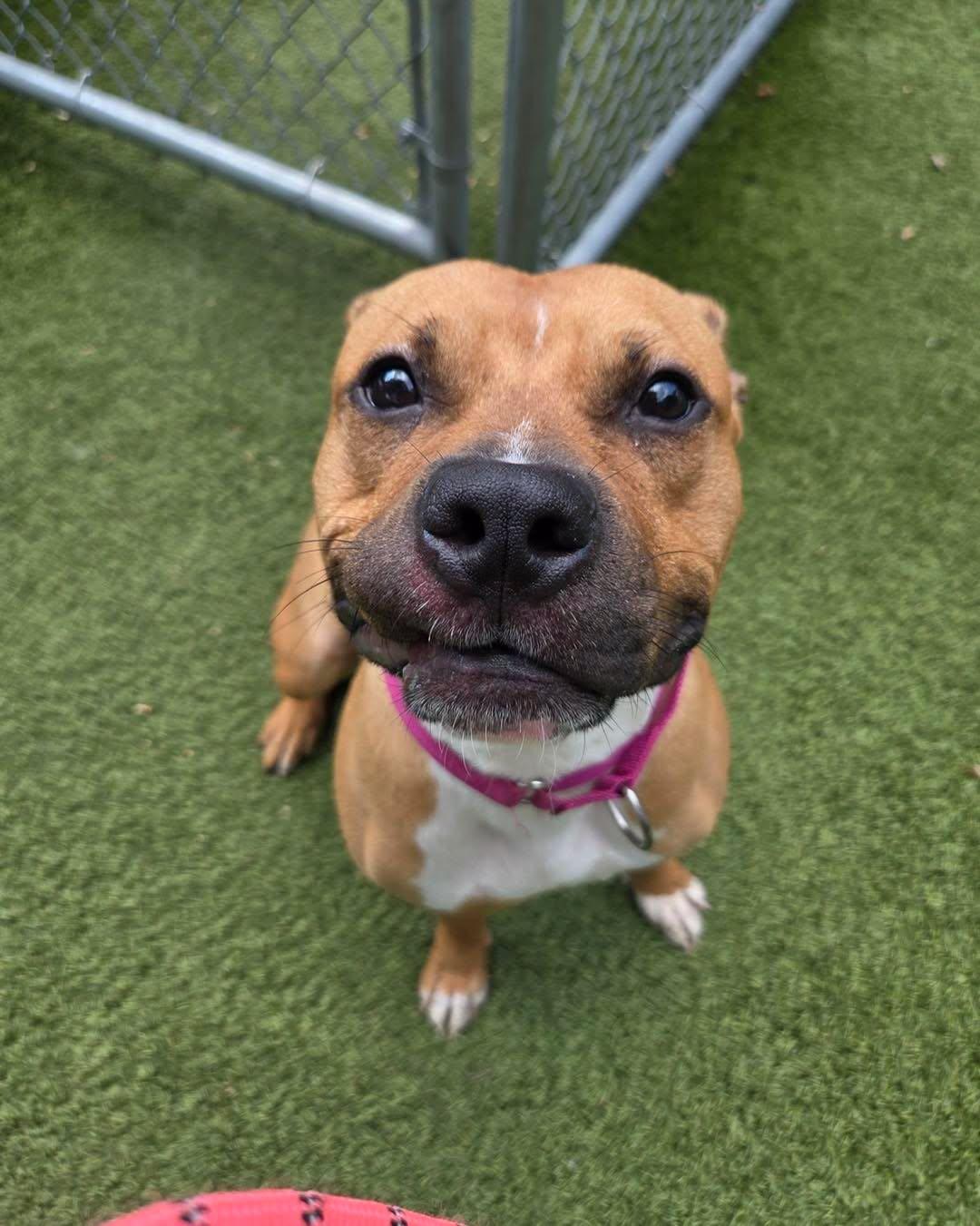 Peggy Sue, ADOPTABLE, Young Female American Bully.