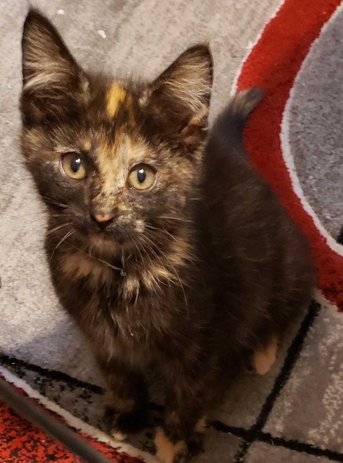 Enlarge Allie, a Adoptable Domestic Short Hair in Brentwood , NH image 3/5