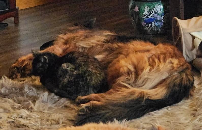 Enlarge Allie, a Adoptable Domestic Short Hair in Brentwood , NH image 2/5