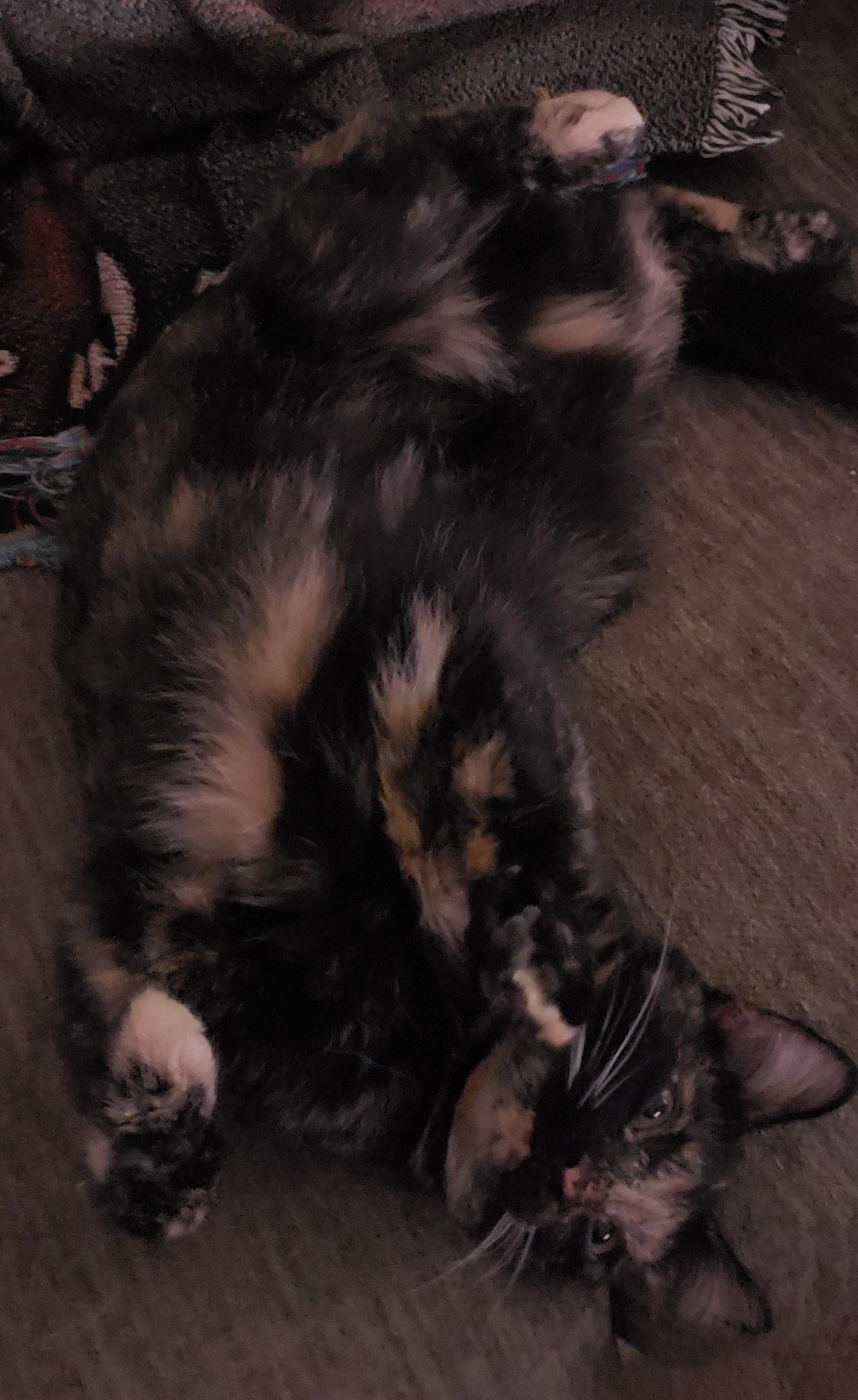 Enlarge Allie, a Adoptable Domestic Short Hair in Brentwood , NH image 5/5