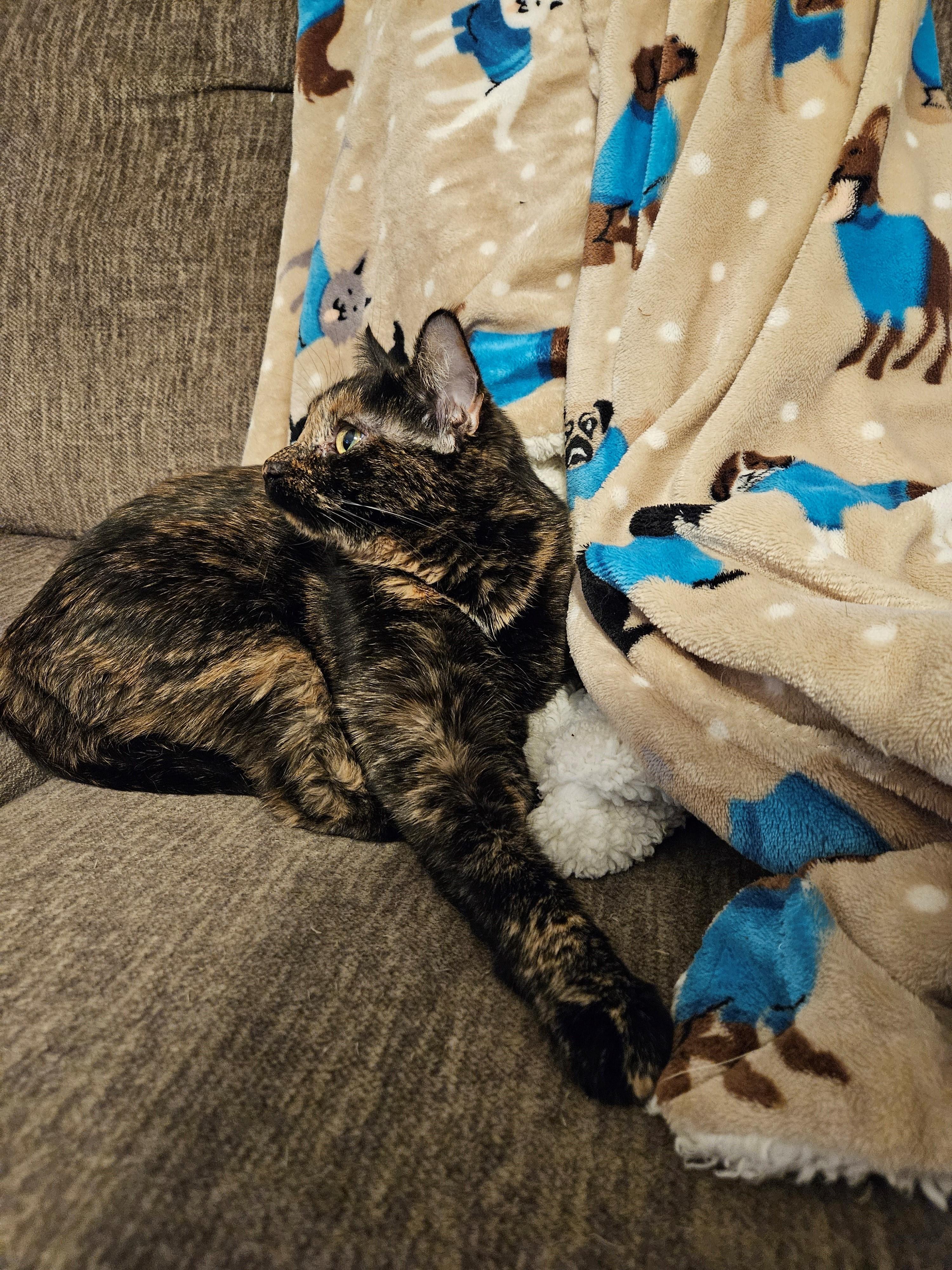 Enlarge Allie, a Adoptable Domestic Short Hair in Brentwood , NH image 4/5