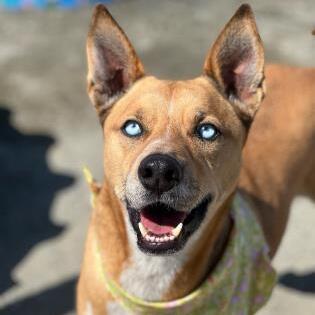 Monty, Adoptable, Adult Male Shepherd & Husky.