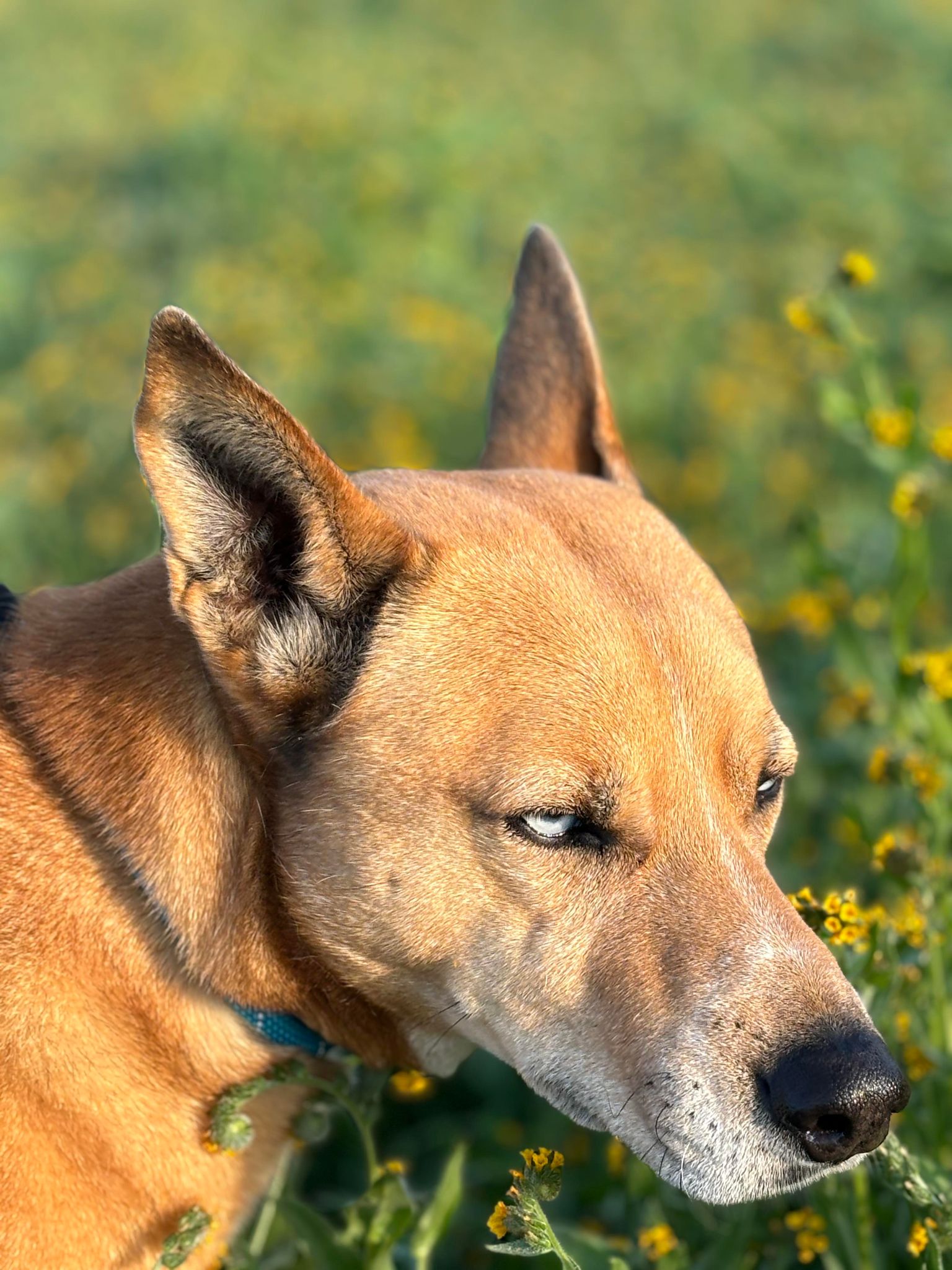 Enlarge Monty, a Adoptable mixed breed in Visalia, CA image 7/7