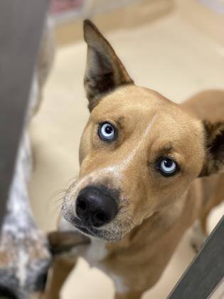 Monty, a Adoptable mixed breed in Visalia, CA image 5/7