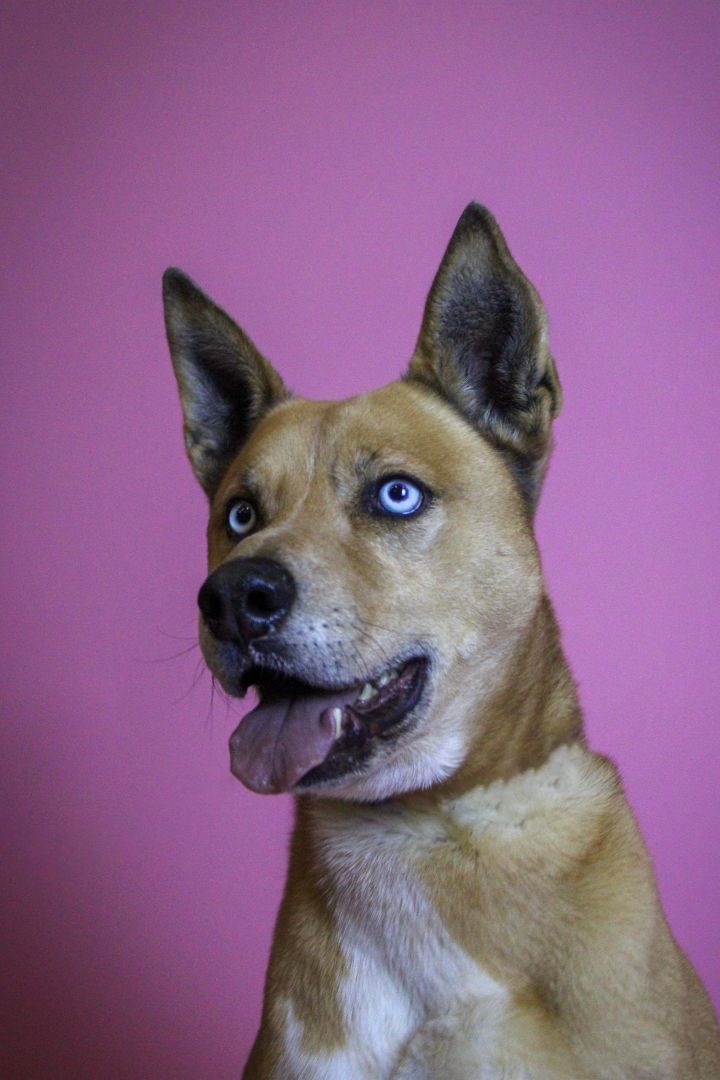 Monty, a Adoptable mixed breed in Visalia, CA image 4/7