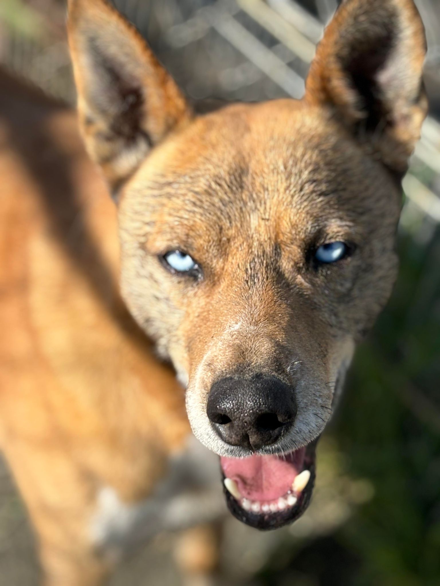 Monty, a Adoptable mixed breed in Visalia, CA image 6/7