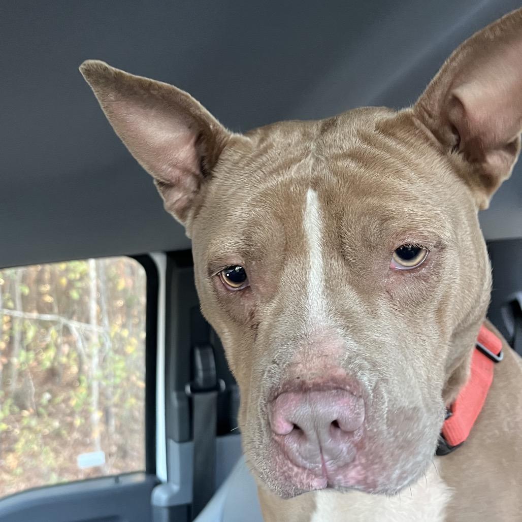 Angelina, Adoptable, Adult Female Pit Bull Terrier.