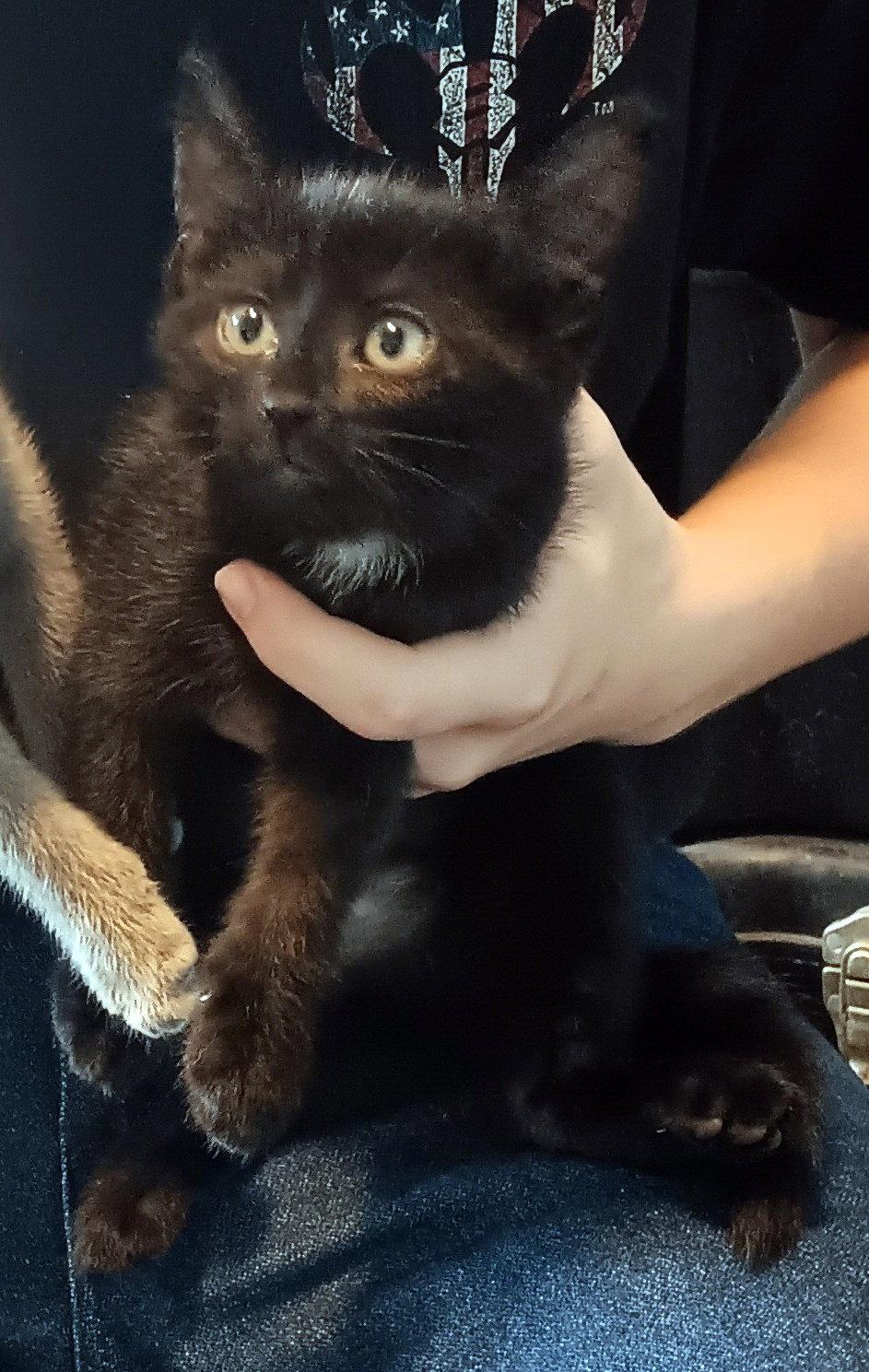 Shiloh, Adoptable, Kitten Female Domestic Short Hair.