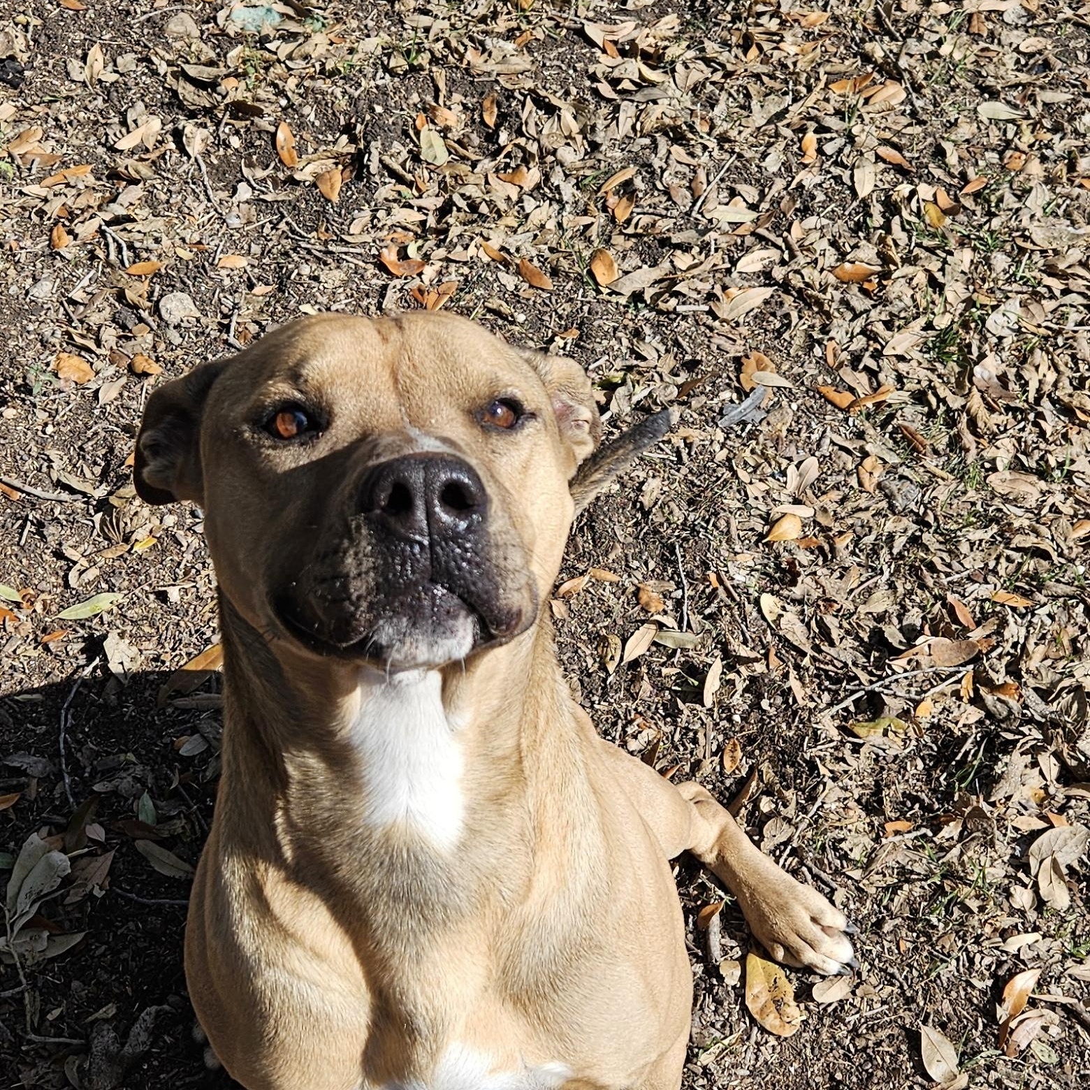Paz, a Adoptable American Staffordshire Terrier in Bloomfield, NY image 3/4
