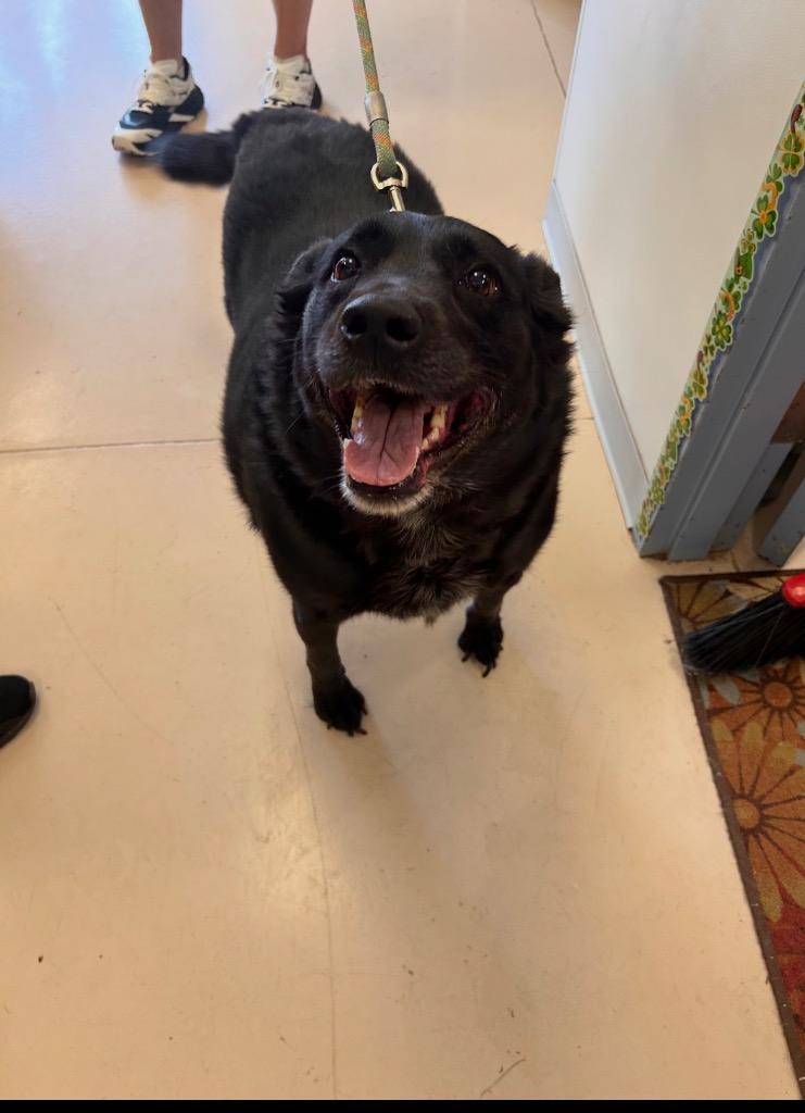 Rex**, Adoptable, Adult Male Labrador Retriever.