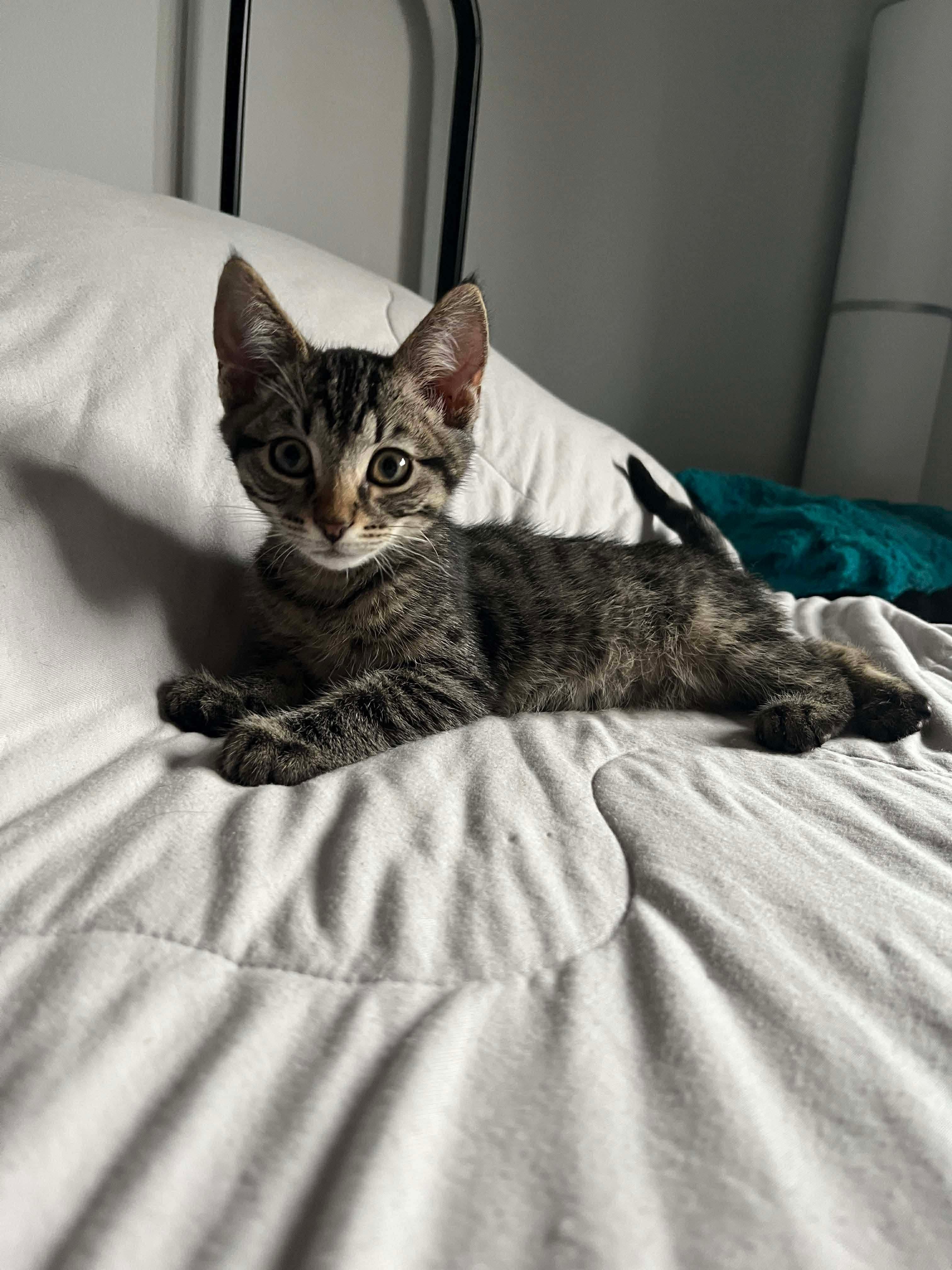 Lyrus, an adoptable Domestic Short Hair in Winnipeg, MB, R3E 2Z9 | Photo Image 1