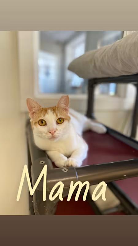 Mama, Adoptable, Adult Female Domestic Short Hair.