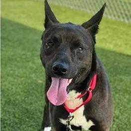 Enlarge Roadrunner, a Adoptable Australian Kelpie in Hope Mills, NC image 1/1