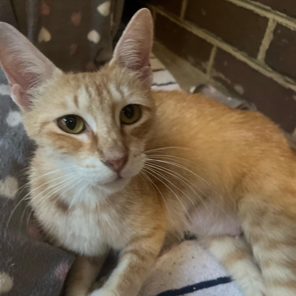 Darling, Adult Female Domestic Short Hair