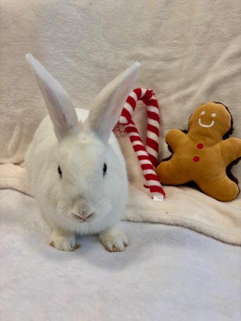 COTTONTAIL*, Adoptable, Young Female Bunny Rabbit.