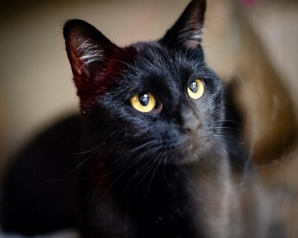 SOPHIE, Adoptable, Young Female Domestic Short Hair.