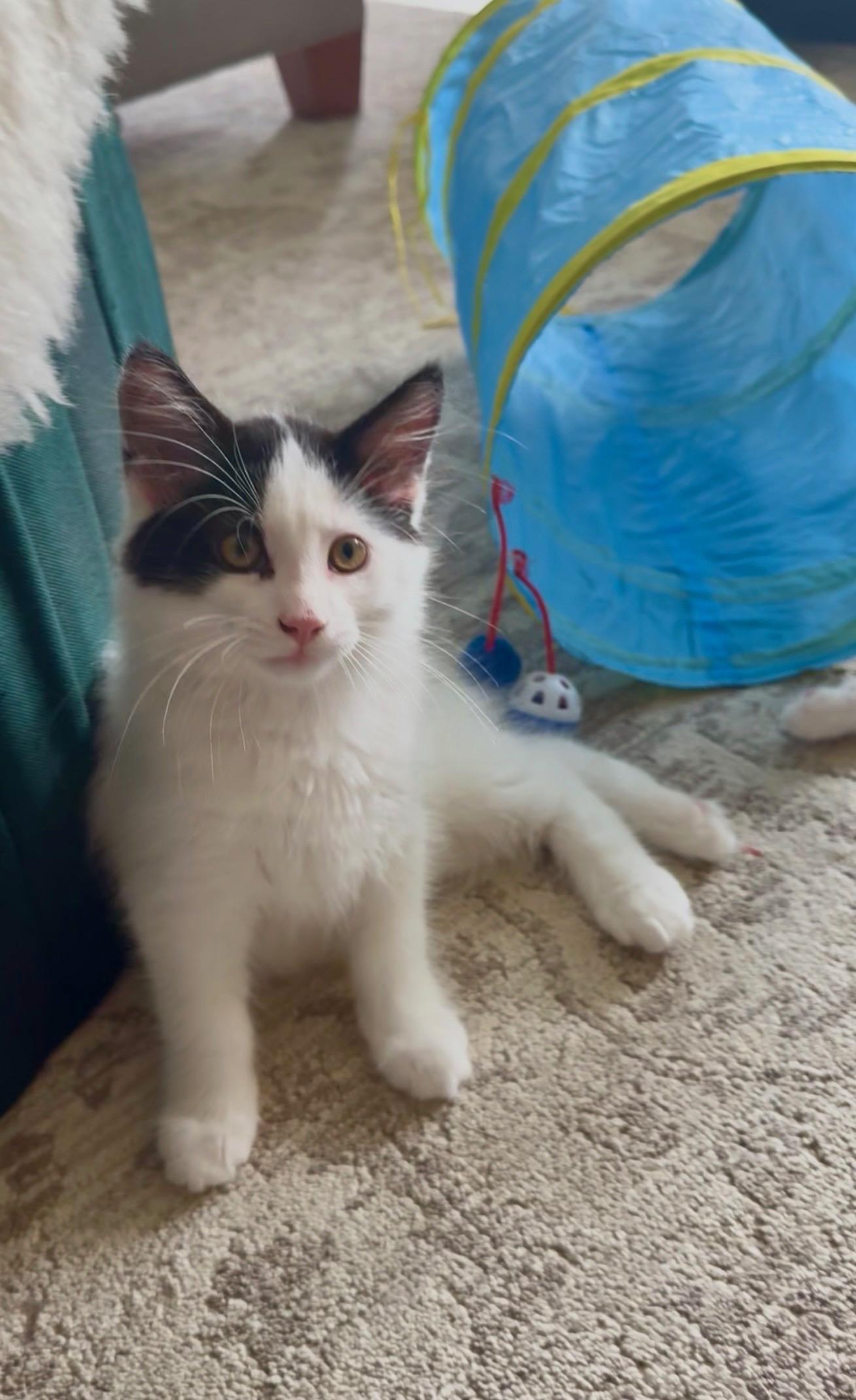 Goose, Adopted, Kitten Male Domestic Long Hair.