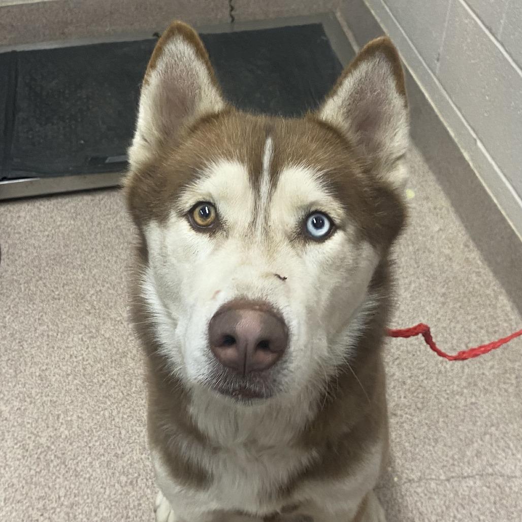 Enlarge Dusty, a Adoptable Husky in Ardmore, OK image 1/1