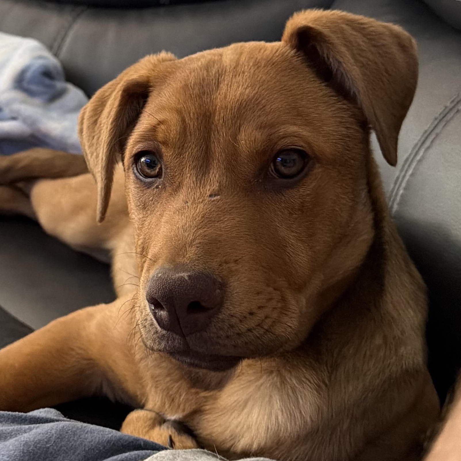 Red, ADOPTABLE, Puppy Male Mixed Breed.