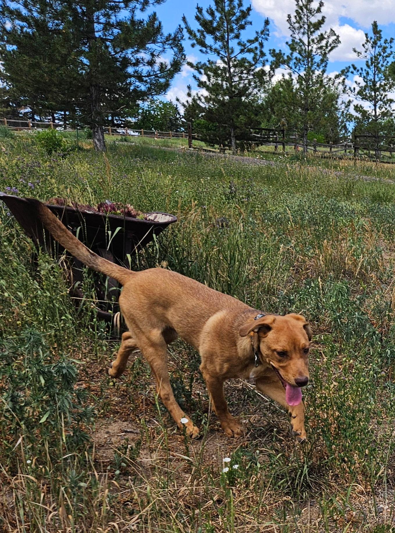 Red, a ADOPTABLE Mixed Breed in Littleton, CO image 2/4