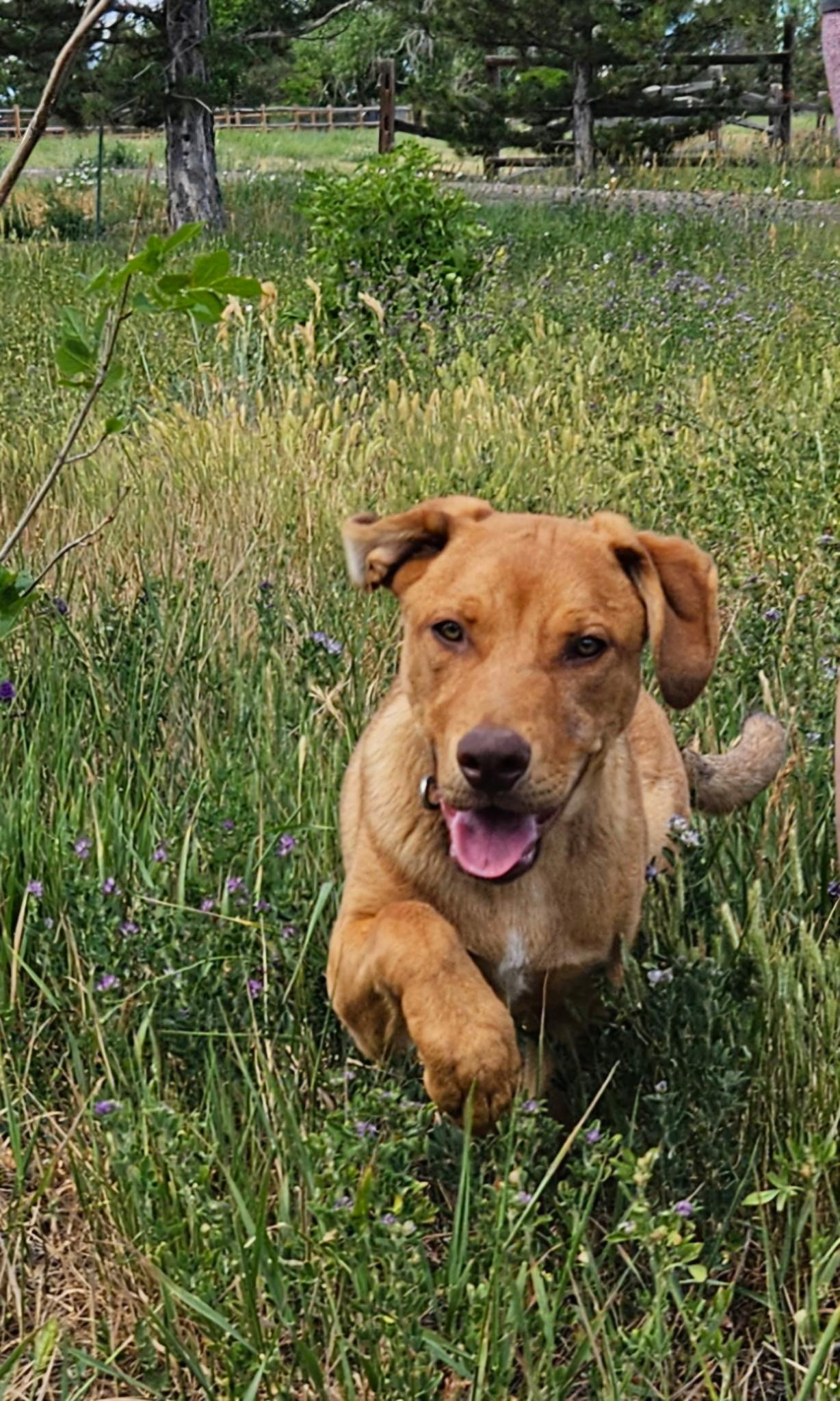 Red, a ADOPTABLE Mixed Breed in Littleton, CO image 4/4