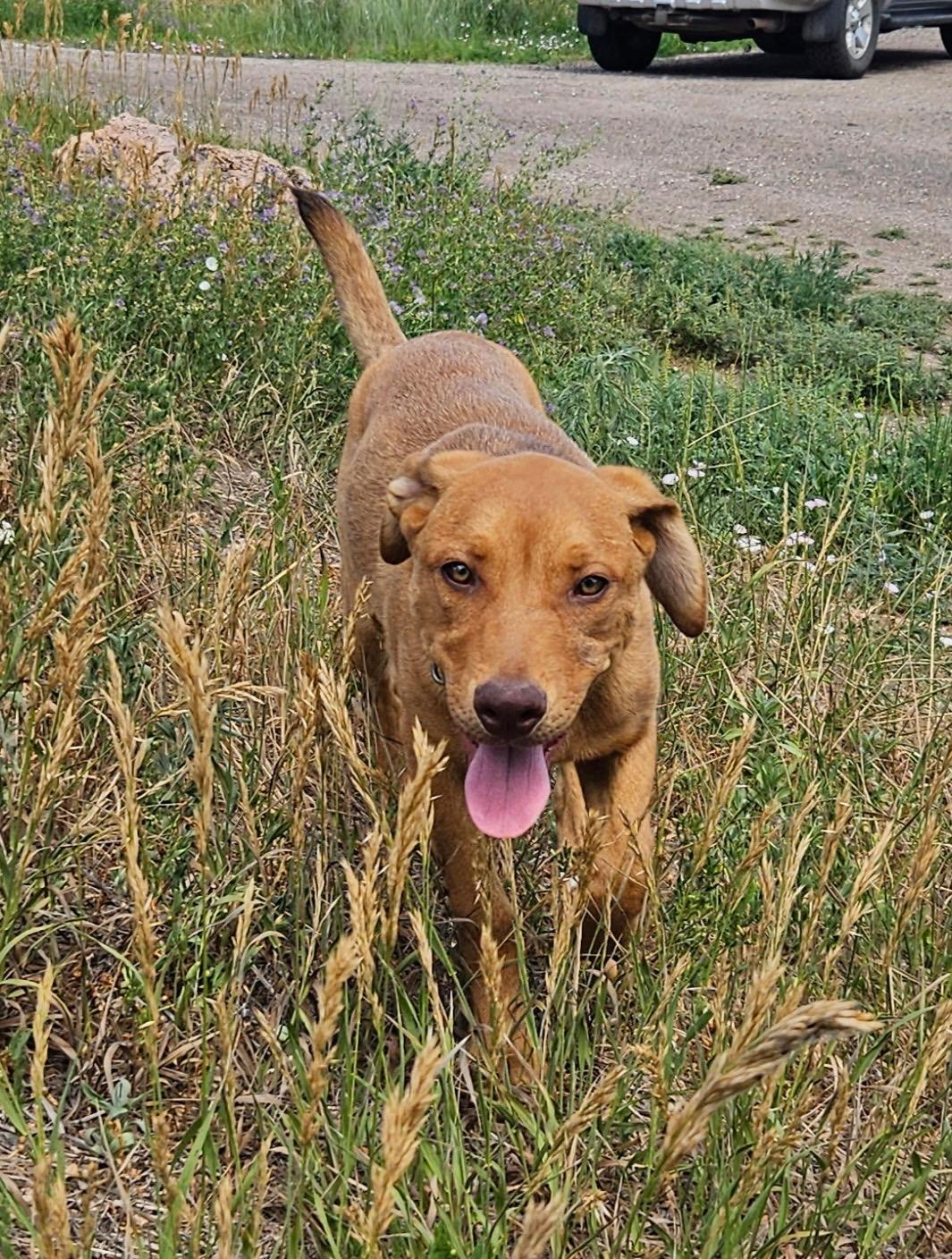 Red, a ADOPTABLE Mixed Breed in Littleton, CO image 1/4