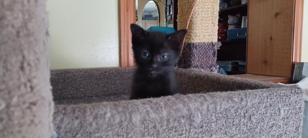 Kaiya, Adoptable, Kitten Female Domestic Short Hair.