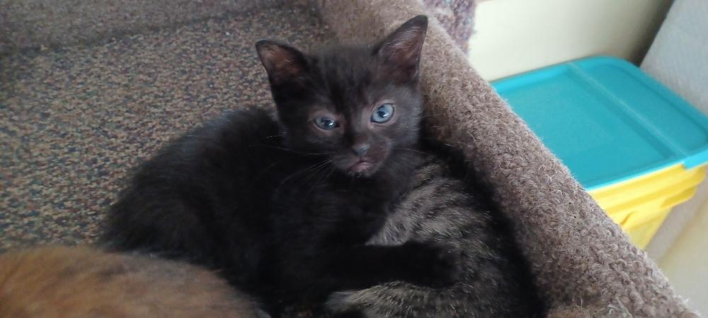 Enlarge Kaiya, a Adoptable Domestic Short Hair in Orlando, FL image 2/5