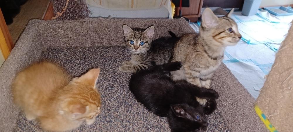 Enlarge Kaiya, a Adoptable Domestic Short Hair in Orlando, FL image 3/5