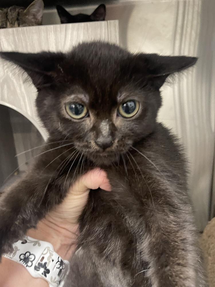 Enlarge Kaiya, a Adoptable Domestic Short Hair in Orlando, FL image 4/5