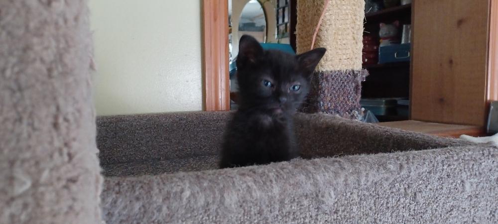 Enlarge Kaiya, a Adoptable Domestic Short Hair in Orlando, FL image 5/5